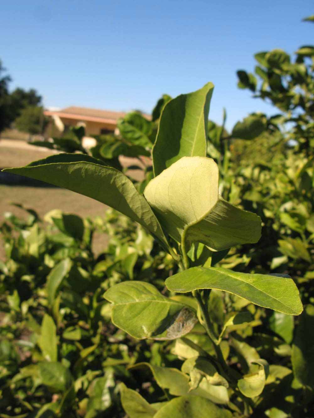           Sun leaves (Winter Haven, FL)   